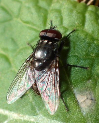 Réf. 276 104 : Musca sp.